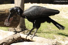 Nördlicher Hornrabe (Bucorvus abyssinicus) im Tierpark Hellabrunn, München