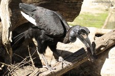 Nördlicher Hornrabe (Bucorvus abyssinicus) im Tierpark Hellabrunn, München