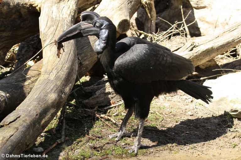 Bucorvus abyssinicus