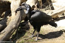 Nördlicher Hornrabe (Bucorvus abyssinicus) im Tierpark Hellabrunn, München
