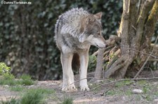 Eurasischer Wolf (Canis lupus lupus) im Tierpark Hellabrunn, München