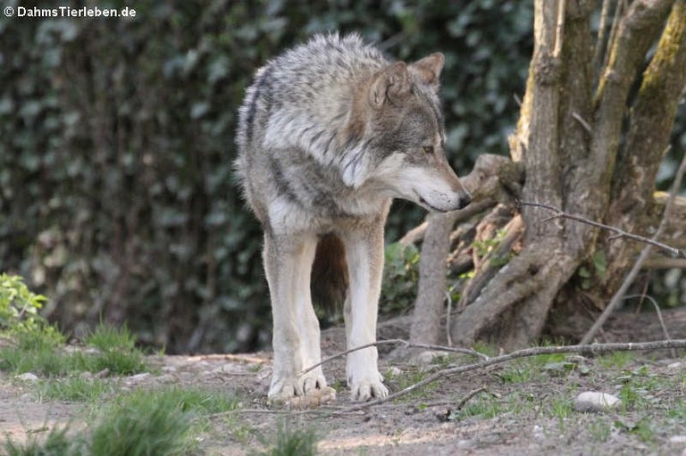 Canis lupus lupus