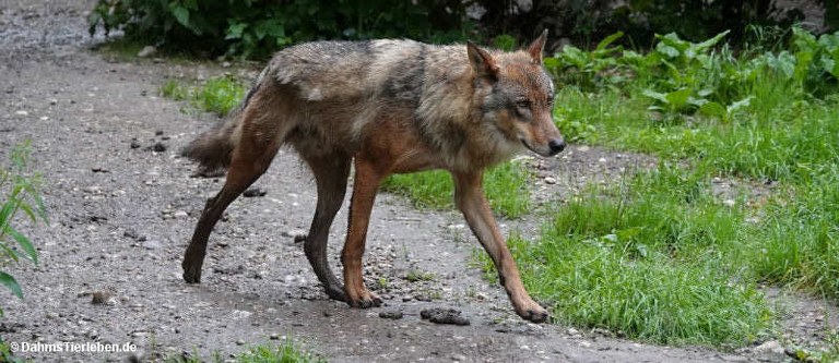Canis lupus lupus