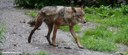 Canis lupus lupus