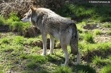 Eurasischer Wolf (Canis lupus lupus) im Tierpark Hellabrunn, München