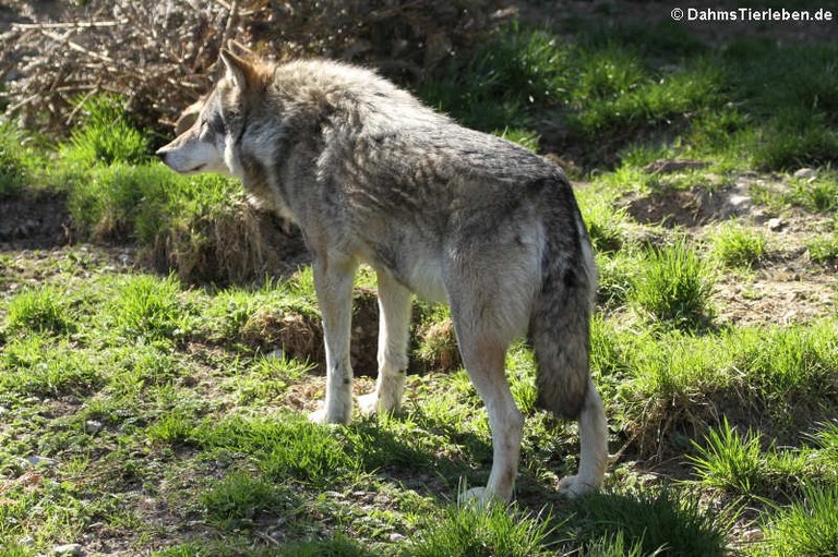 Canis lupus lupus