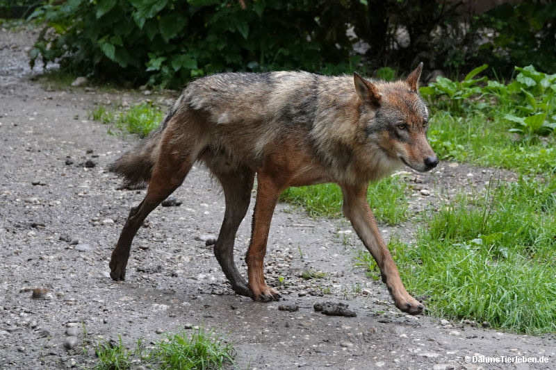Eurasischer Wolf Canis lupus lupus-1