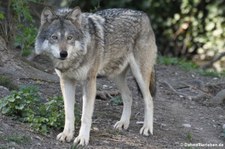 Eurasischer Wolf (Canis lupus lupus) im Tierpark Hellabrunn, München