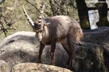 Alpensteinbock (Capra ibex) im Tierpark Hellabrunn, München