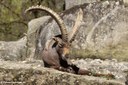 Capra ibex