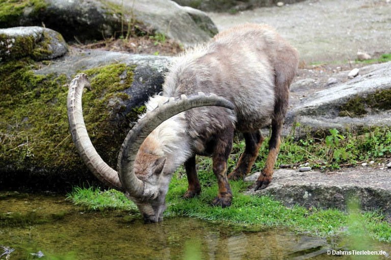 Capra ibex