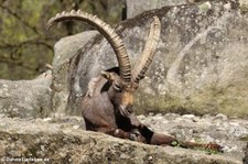 Alpensteinbock (Capra ibex) im Tierpark Hellabrunn, München