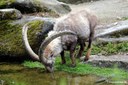 Capra ibex