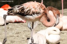Rote Flamingos (Phoenicopterus ruber ruber) im Tierpark Hellabrunn München