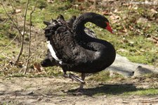 Trauerschwan (Cygnus atratus) im Tierpark Hellabrunn, München