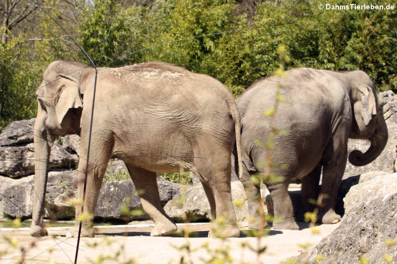 Asiatische Elefanten (Elephas maximus)