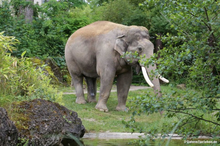 Elephas maximus