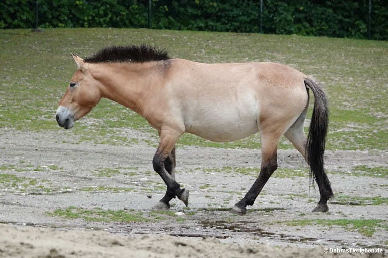 Equus ferus przewalskii