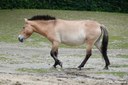 Equus ferus przewalskii