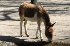 Östlicher Kiang (Equus kiang holdereri) im Tierpark Hellabrunn, München