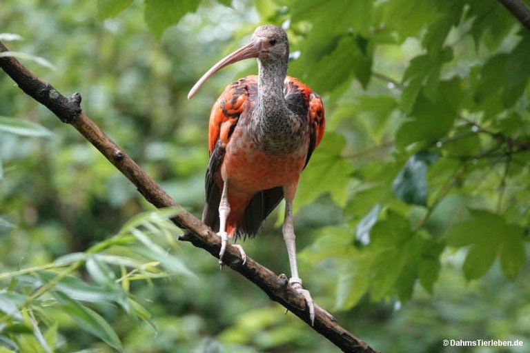 Eudocimus ruber (Jungtier)
