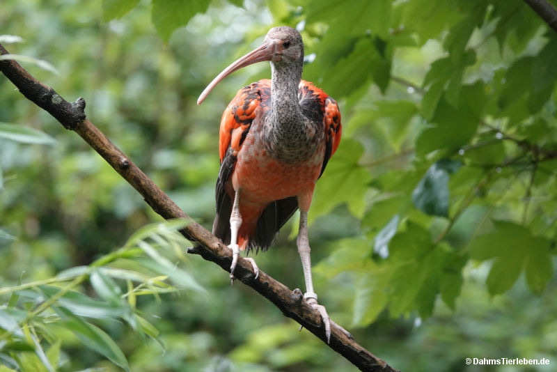 Scharlachsichler
(Eudocimus ruber) Eudocimus ruber-2