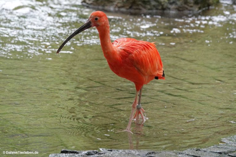 Eudocimus ruber