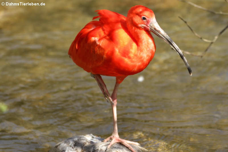 Eudocimus ruber