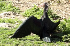 Waldrapp (Geronticus eremita) im Tierpark Hellabrunn, München