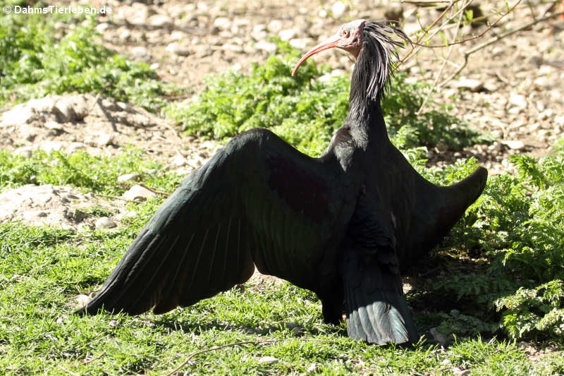 Geronticus eremita-2