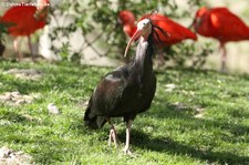 Waldrapp (Geronticus eremita) im Tierpark Hellabrunn, München