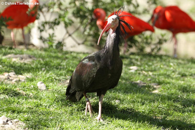 Geronticus eremita-3