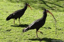 Waldrappen (Geronticus eremita) im Münchner Tierpark Hellabrunn