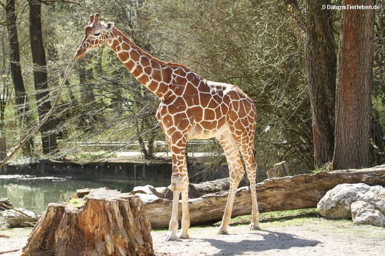 Giraffa reticulata