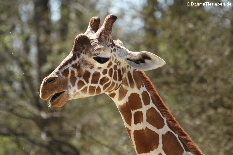 Giraffa reticulata