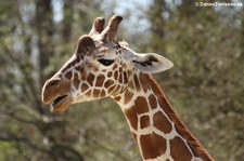 Netzgiraffe (Giraffa reticulata) im Tierpark Hellabrunn, München