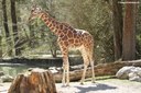 Giraffa reticulata