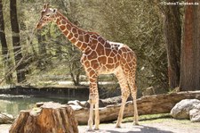 Netzgiraffe (Giraffa reticulata) im Tierpark Hellabrunn, München