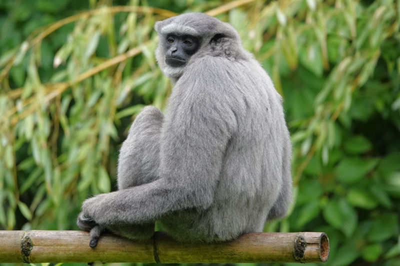 Silbergibbon Hylobates moloch
