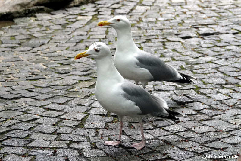 Silbermöwen
(Larus argentatus) Larus argentatus