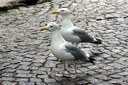 Larus argentatus
