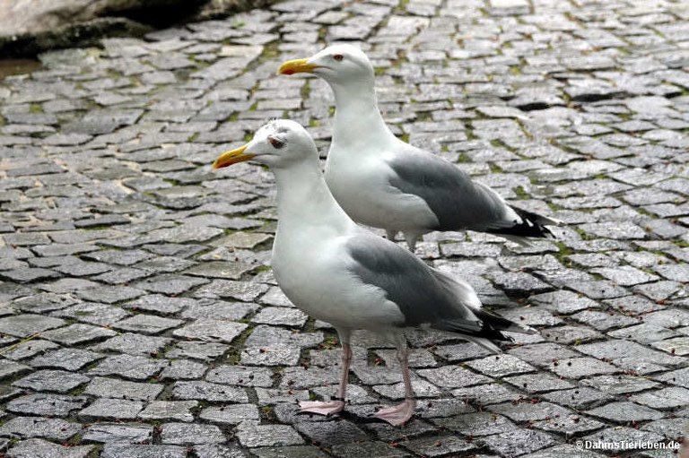 Larus argentatus
