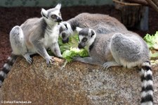 Katta (Lemur catta) im Münchner Tierpark Hellabrunn