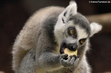 Kattas (Lemur catta) im Münchner Tierpark Hellabrunn