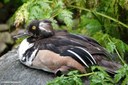 Lophodytes cucullatus