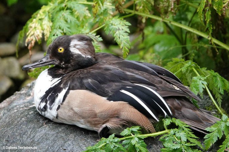 Lophodytes cucullatus