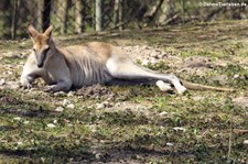 Flinkwallaby (Notamacropus agilis) im Münchner Tierpark Hellabrunn