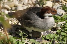 weiblicher Zwergsäger (Mergellus albellus) im Tierpark Hellabrunn, München