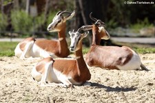 Mhorrgazellen (Nanger dama mhorr) im Tierpark Hellabrunn. München