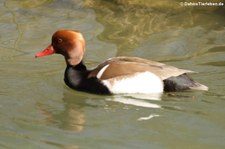 männliche Kolbenente (Netta rufina) im Tierpark Hellabrunn, München